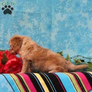 Kendal, Cavalier King Charles Mix Puppy
